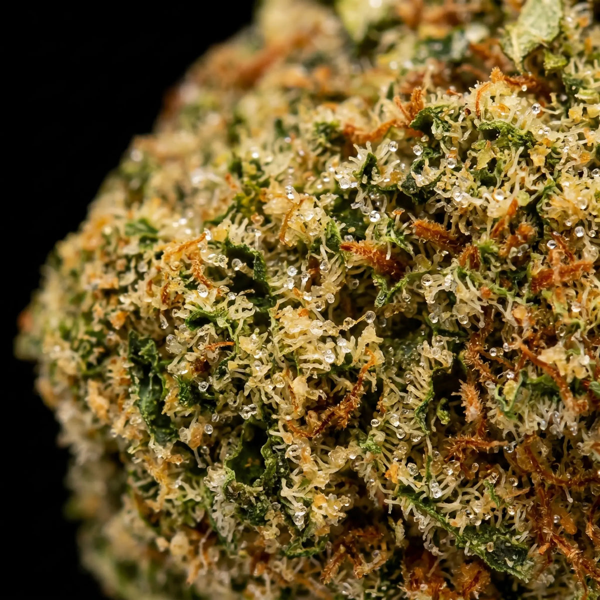 Gorilla Glue #4 🇳🇱