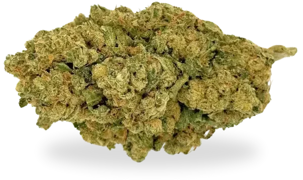 Grosse tête de fleur de CBD en macro, aux nuances vertes et orangées avec une texture dense et riche en trichomes. Cultivée en indoor pour une qualité optimale.