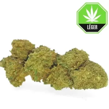 Critical Kush