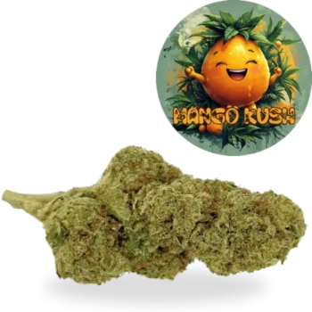 Mango Kush Amsterdam quality CBD Glasshouse