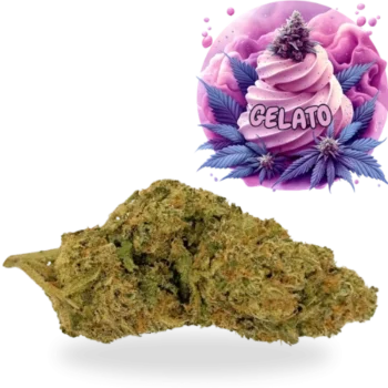 GELATO 5