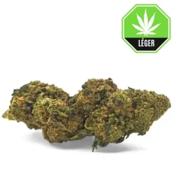 Orange Bud
