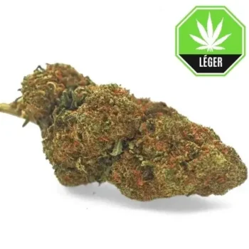 Gelato