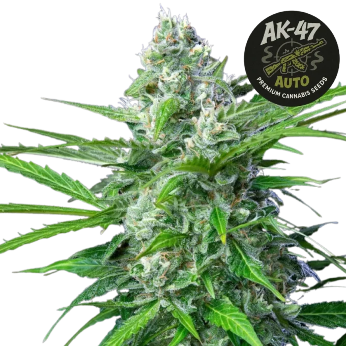 AK-47 Auto (Graines de Cannabis Autofloraison)