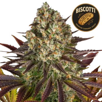 Biscotti (Graines de Cannabis Féminisées)
