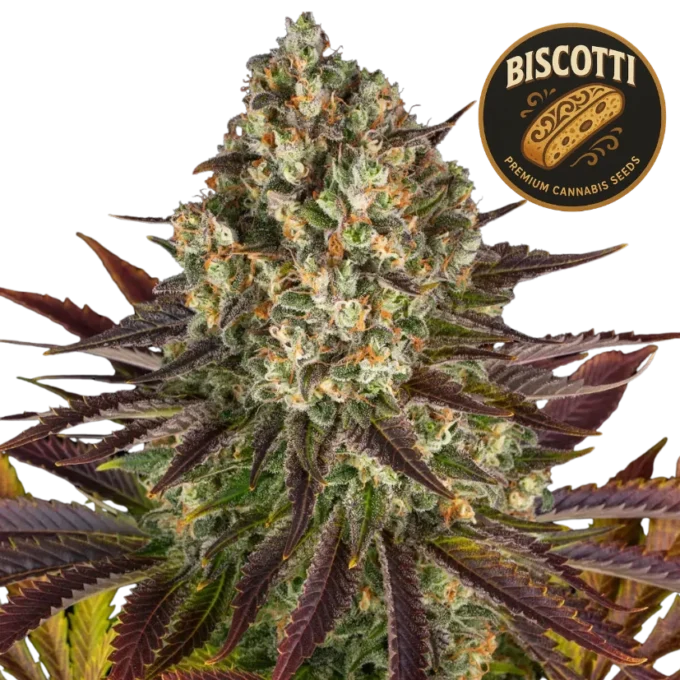 Biscotti (Graines de Cannabis Féminisées)
