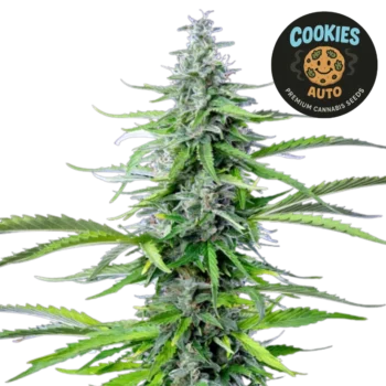 Cookies Auto (Graines de Cannabis Autofloraison)