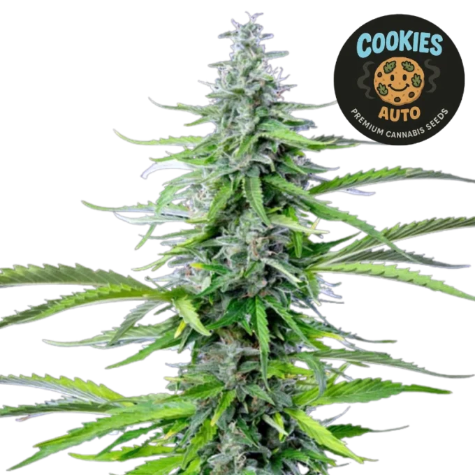 Cookies Auto (Graines de Cannabis Autofloraison)
