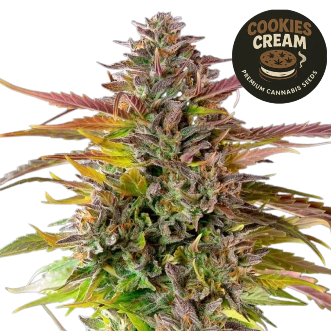 Cookies Cream (Graines de Cannabis Féminisées)