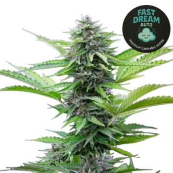 Fast Dream Auto CBD (Graines de Cannabis Autofloraison)