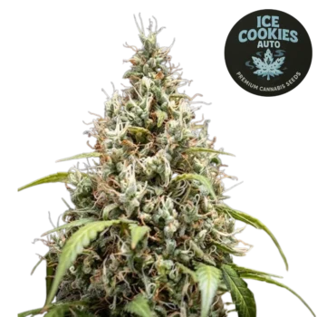 Ice Cookies Auto (Graines de Cannabis Autofloraison)