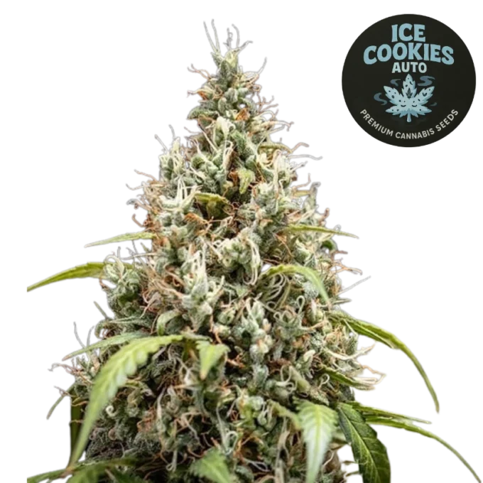 Ice Cookies Auto (Graines de Cannabis Autofloraison)