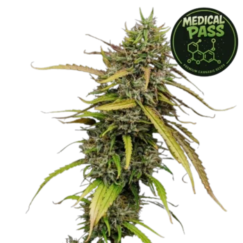 Medical Pass (Graines de Cannabis Féminisées)