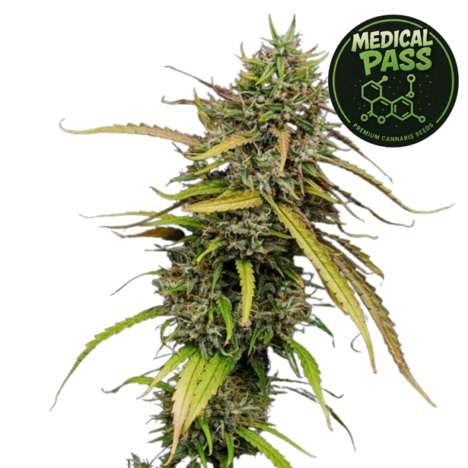 Medical Pass (Graines de Cannabis Féminisées)