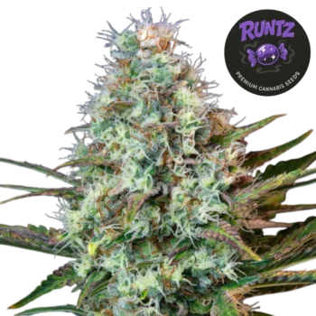Runtz (Graines de Cannabis Féminisées)