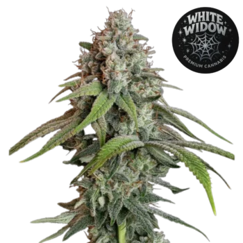 White Widow (Graines de Cannabis Féminisées)