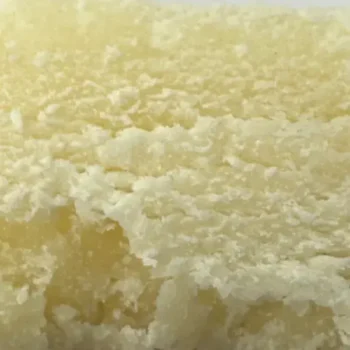 white hash cbd amsterdam quality 2 1
