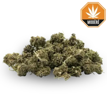 Small buds Mix