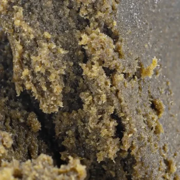 Zushi cbd amsterdam quality macro 1