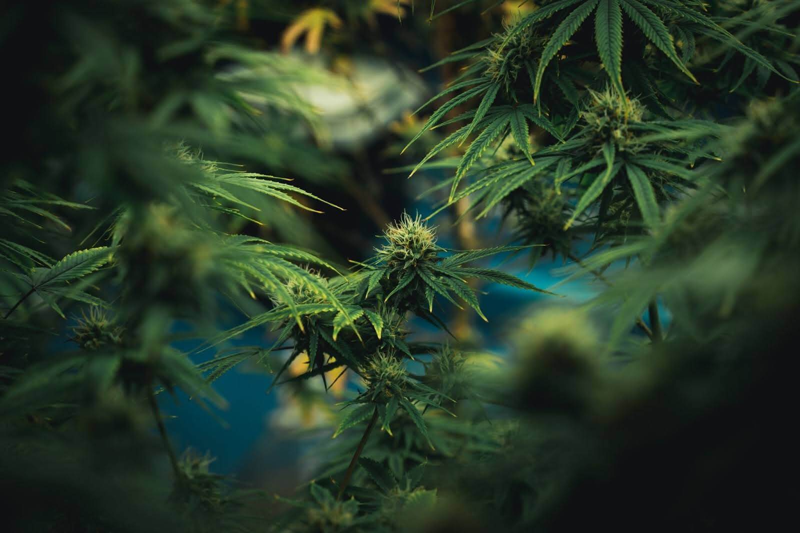 thc-x-effets-risques-legalite